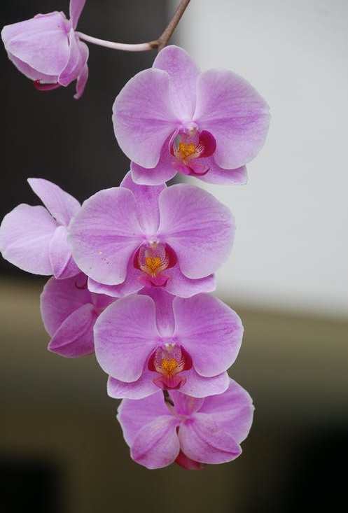 Phalaenopsis orchids for sale 
